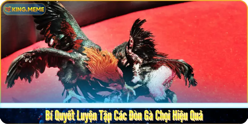 Bí Quyết Luyện Tập Các Đòn Gà Chọi Hiệu Quả